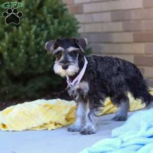 Kallie, Miniature Schnauzer Puppy